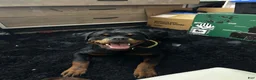 Rottweiler dogs for sale: Rottweiler 1 - Ad 5