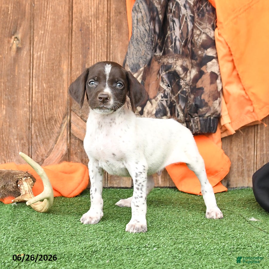 German Shorthaired Pointer dogs Starlight - Ad 1
