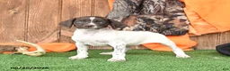 German Shorthaired Pointer dogs for sale: Starlight - Ad 1