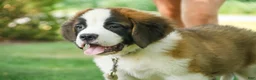 Saint Bernard dogs for sale: William Saint Bernard  - Ad 5