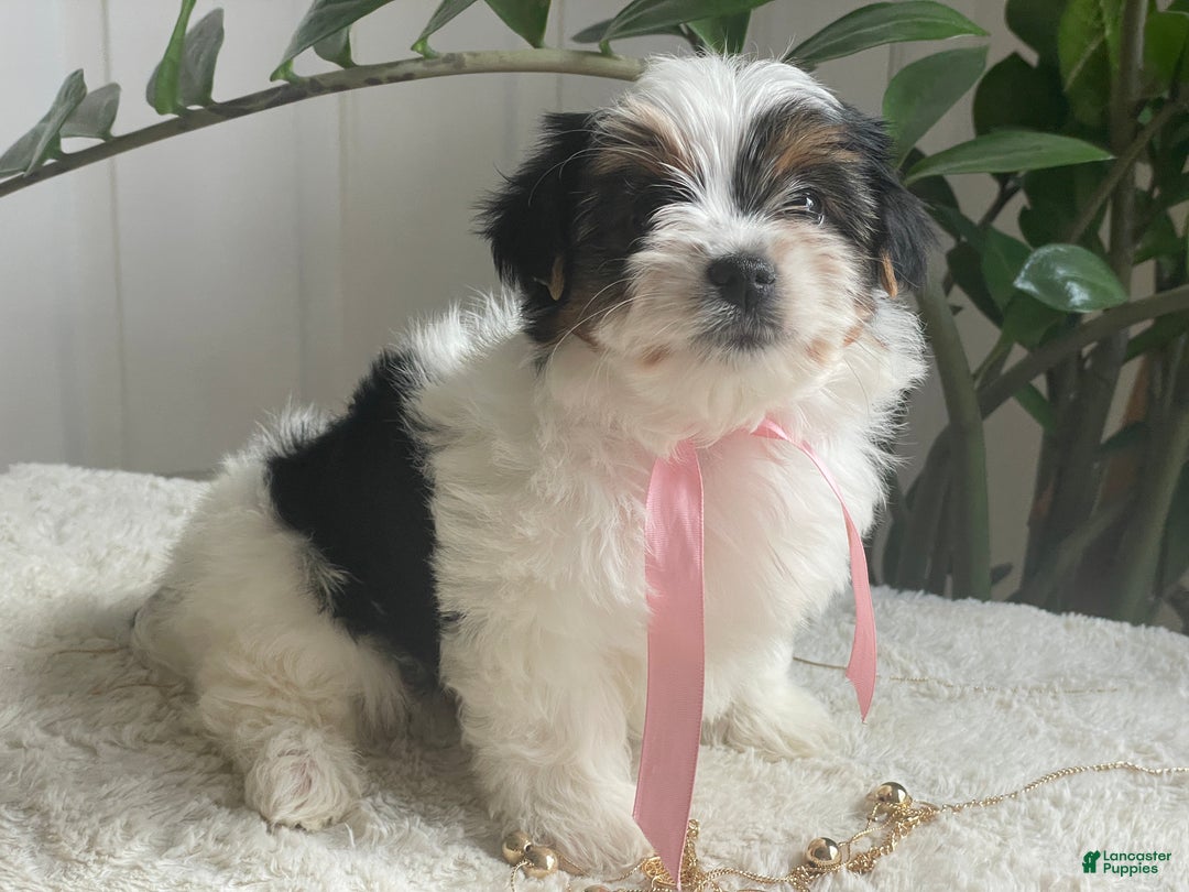 Biewer Terrier dogs for sale: Tessie - Ad 8