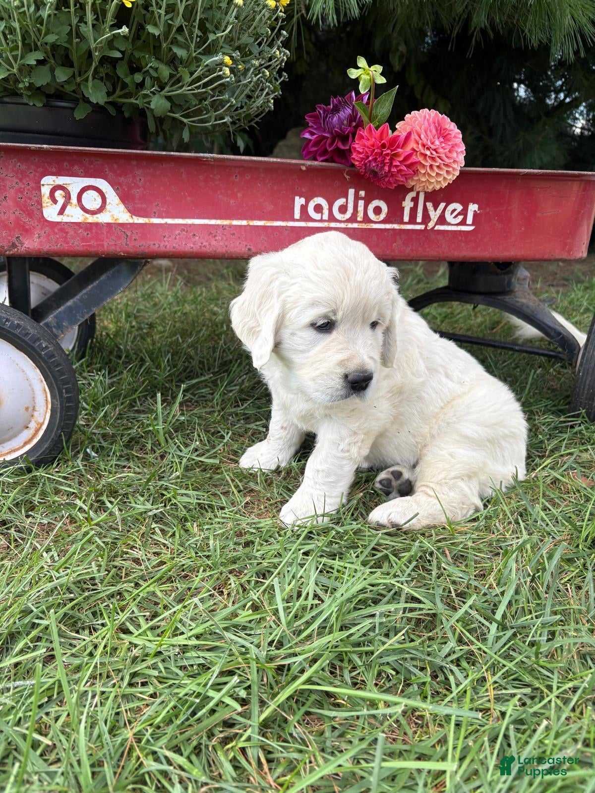 Golden Retriever dogs Dahlia - Ad 1