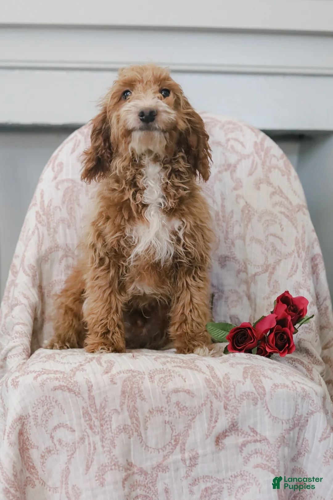 Cockapoo dogs for sale: Carter - Ad 3