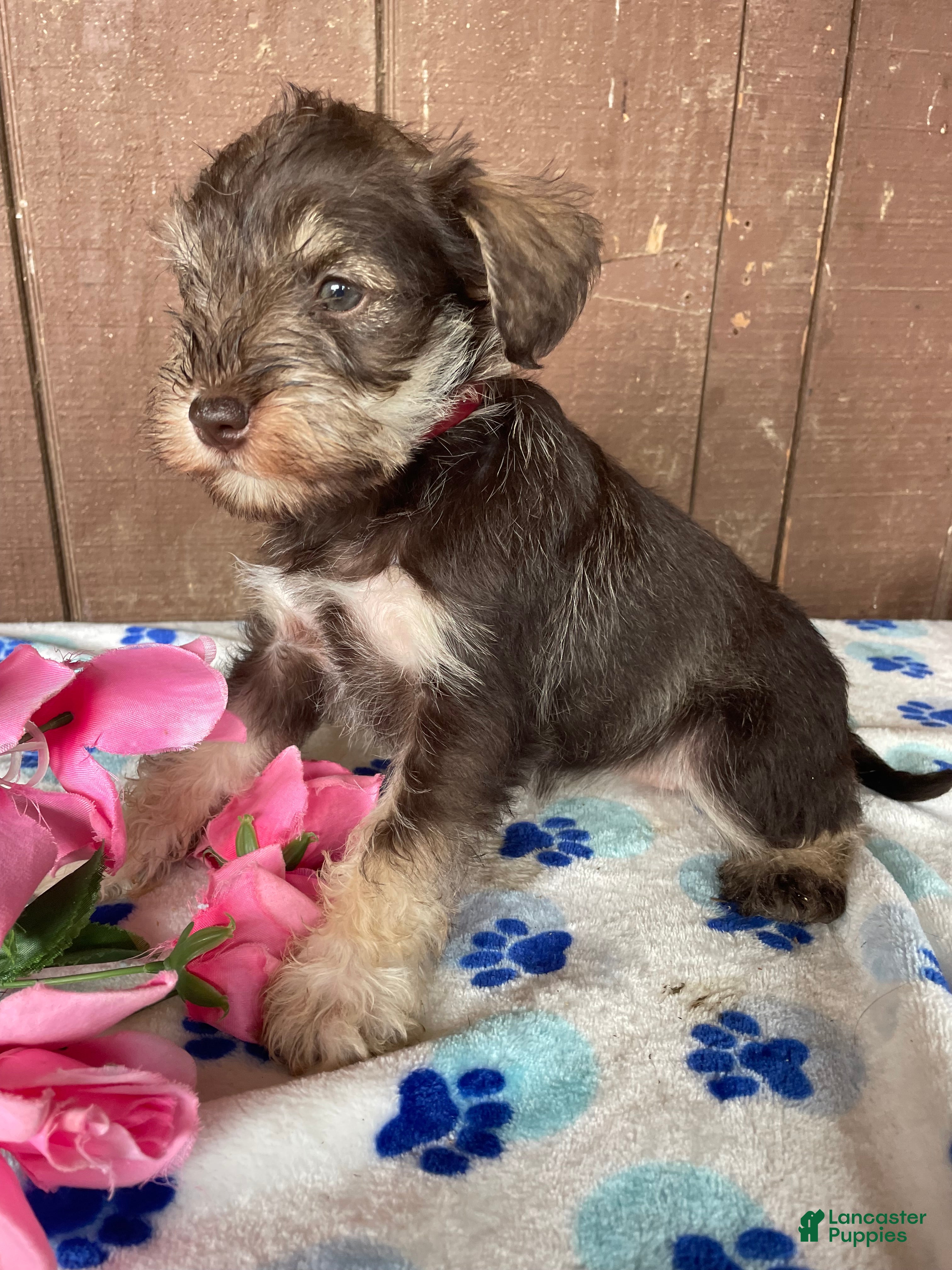 Miniature Schnauzer dogs Hilda - Ad 27