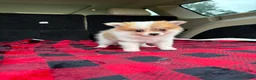 Pomeranian dogs for sale: Missy - Ad 1