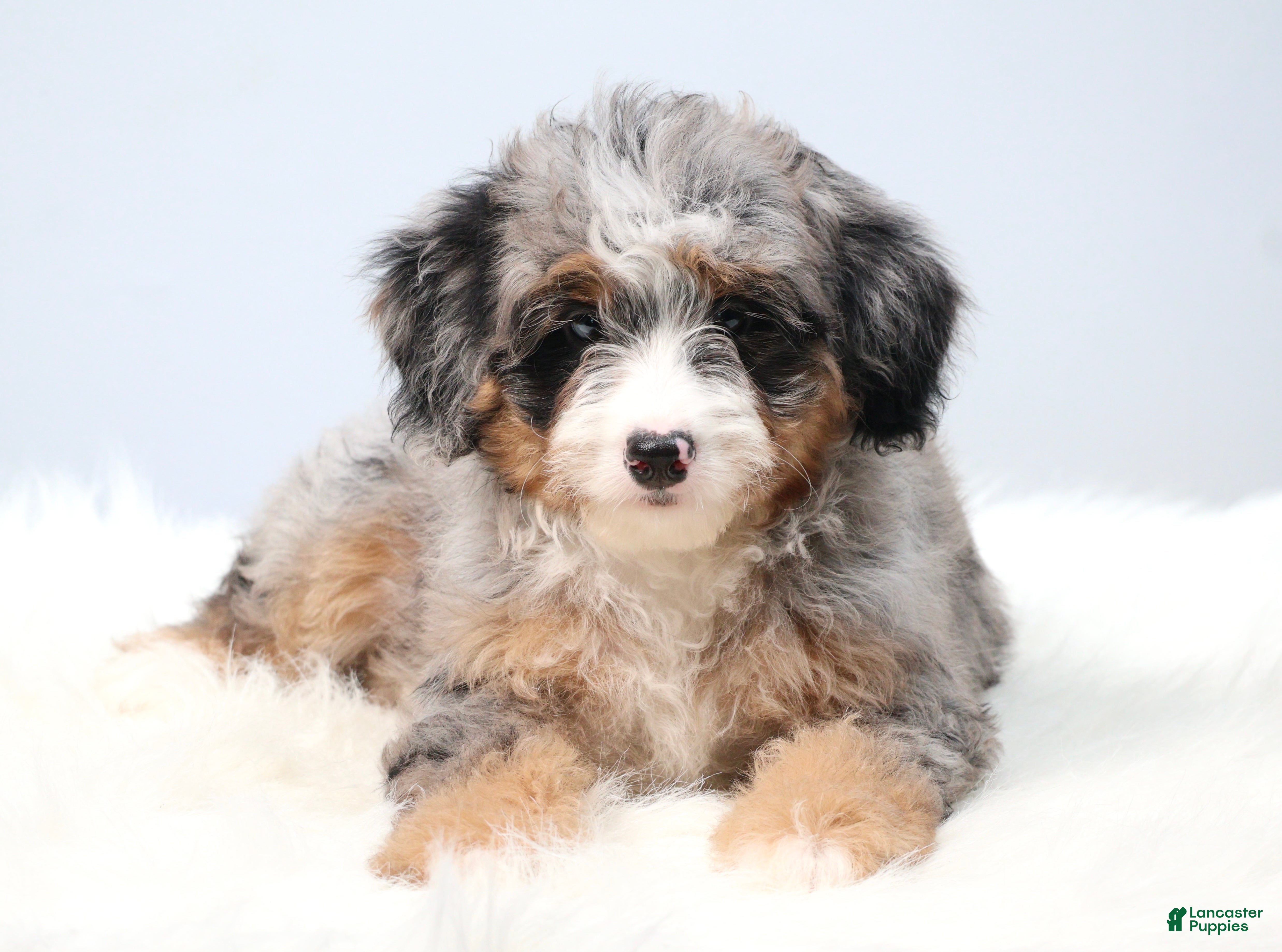 Mini Bernedoodle dogs Fern  - Ad 1