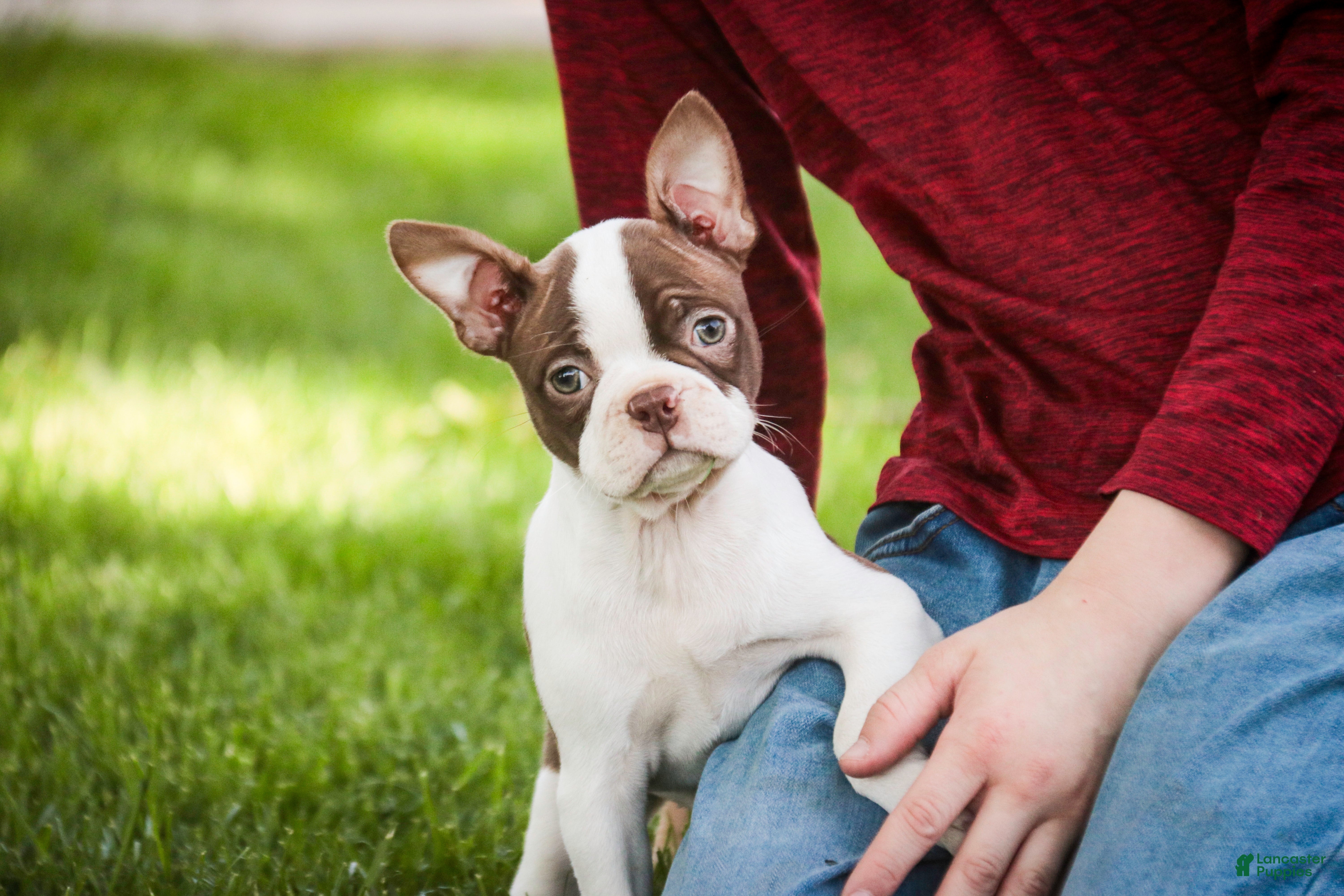 Boston Terrier dogs Crickett - Ad 1