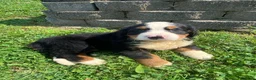 Bernese Mountain Dog dogs for sale: Cooper - Ad 7