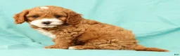Cavapoo dogs for sale: Parker - Ad 3