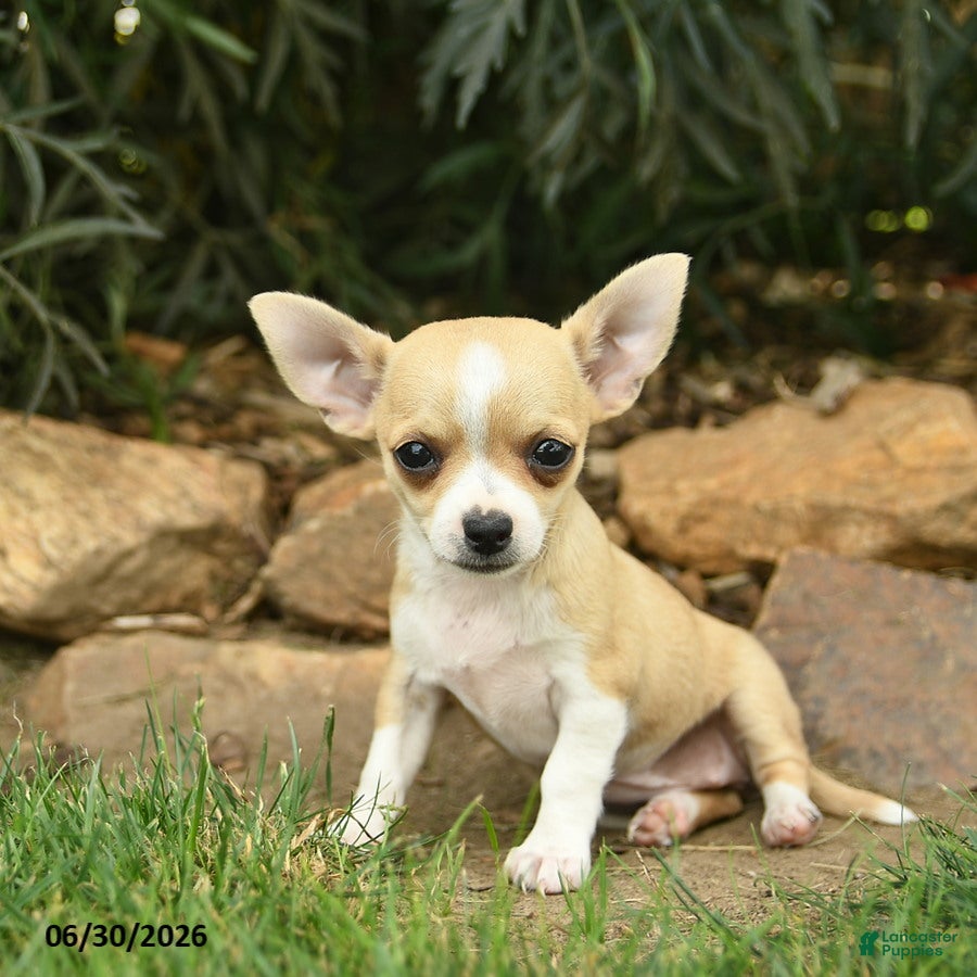 Chihuahua dogs Liberty  - Ad 1