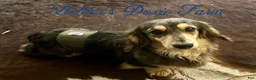 Miniature Dachshund dogs for sale: Haven - Ad 9