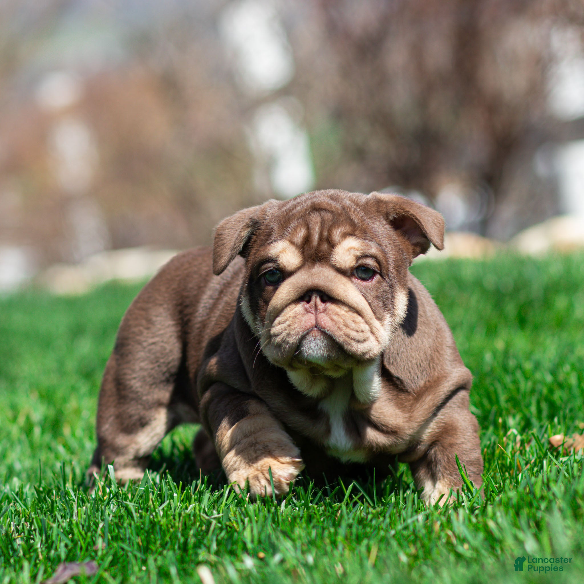 English Bulldog dogs Sable Manroe English Bulldog Puppy  - Ad 2
