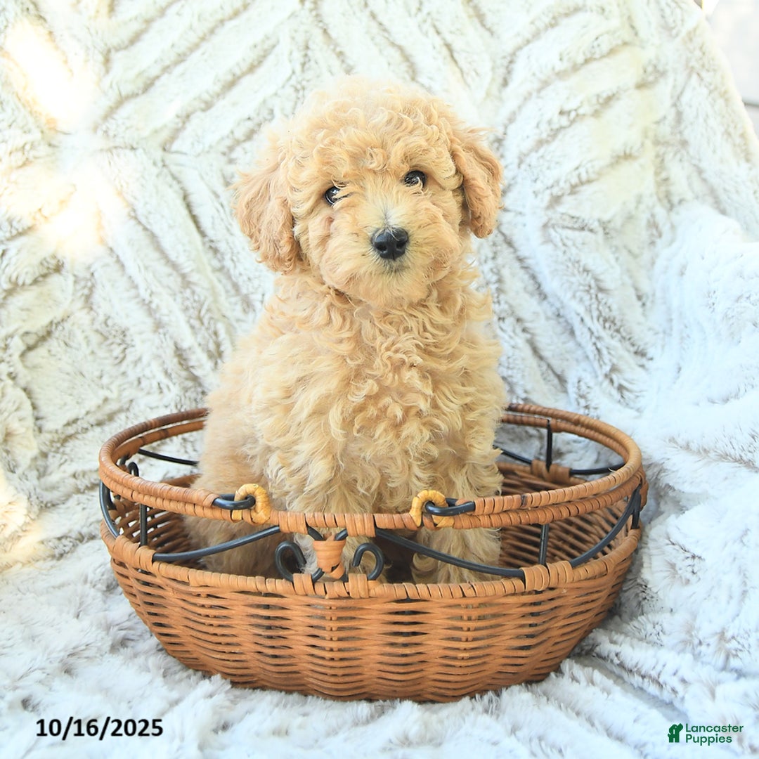 Toy Poodle dogs for sale: Peanut  - Ad 3