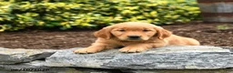 Golden Retriever dogs for sale: Jana - Ad 3