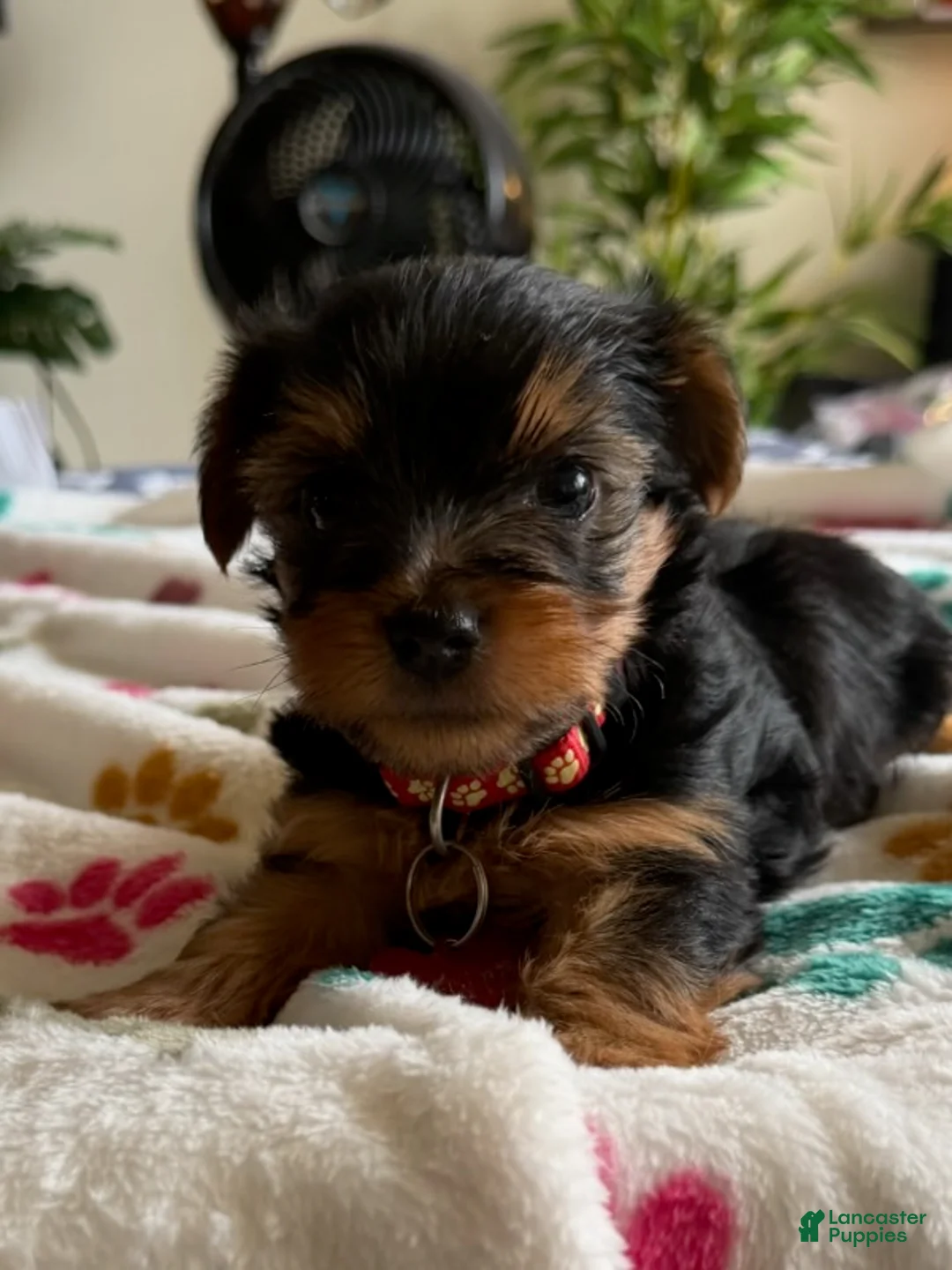 Yorkshire Terrier dogs for sale: Tyrese - Ad 1
