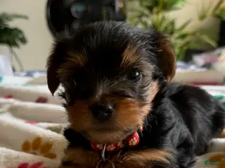 Yorkshire Terrier dogs Tyrese - Ad 33