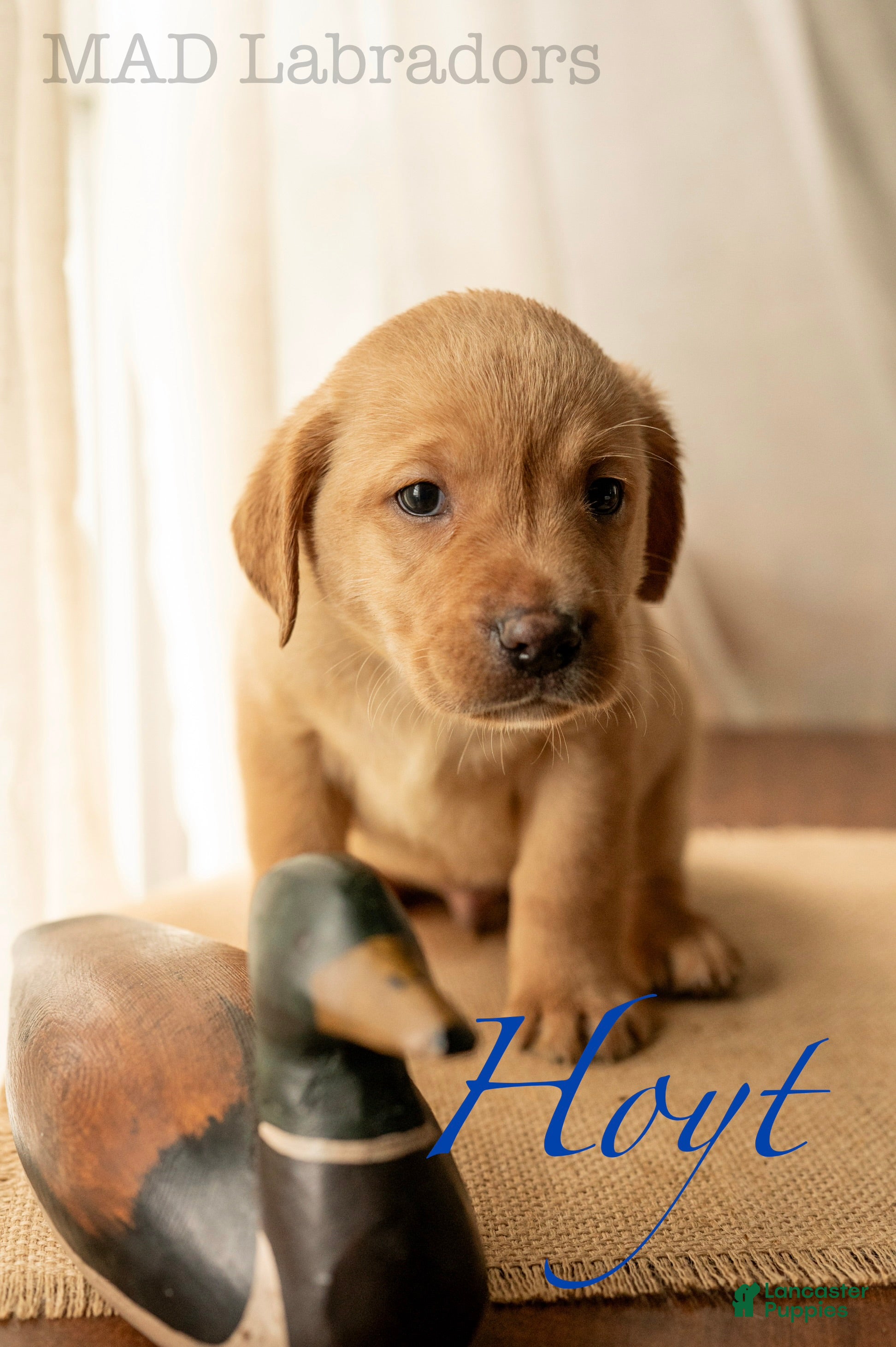 Labrador Retriever dogs Hoyt - Ad 19