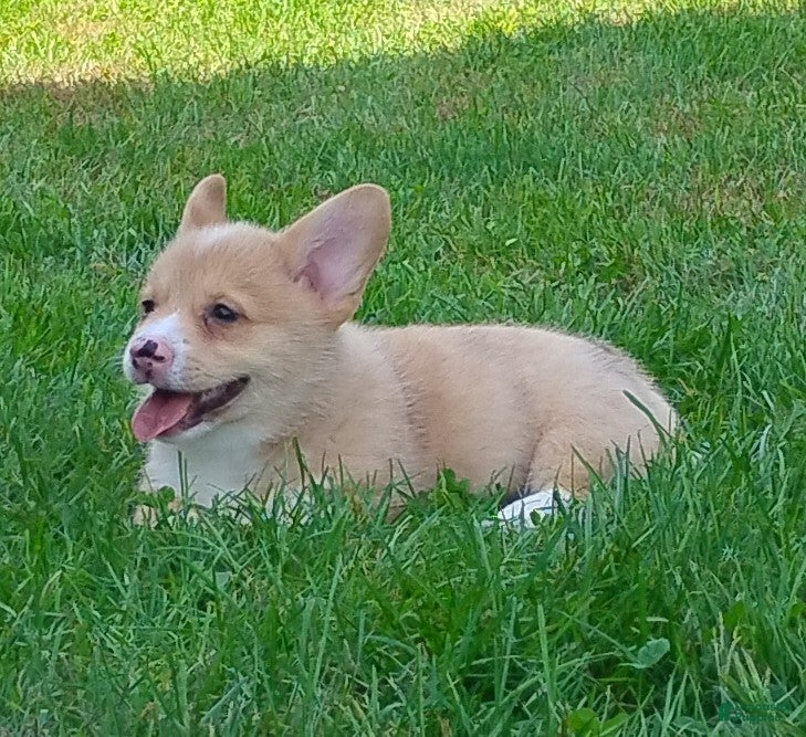Welsh Corgi Pembroke dogs Casper - Ad 2