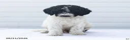 Goldendoodle dogs for sale: Jan - Ad 3
