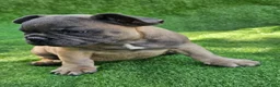 French Bulldog dogs for sale: Gator - Ad 4