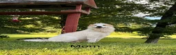 Great Pyrenees dogs for sale: Nicky - Ad 9