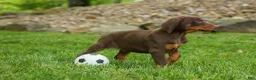 Doberman Pinscher dogs for sale:  Deacon (Red Rust) 🐶🖤🐾 - Ad 23