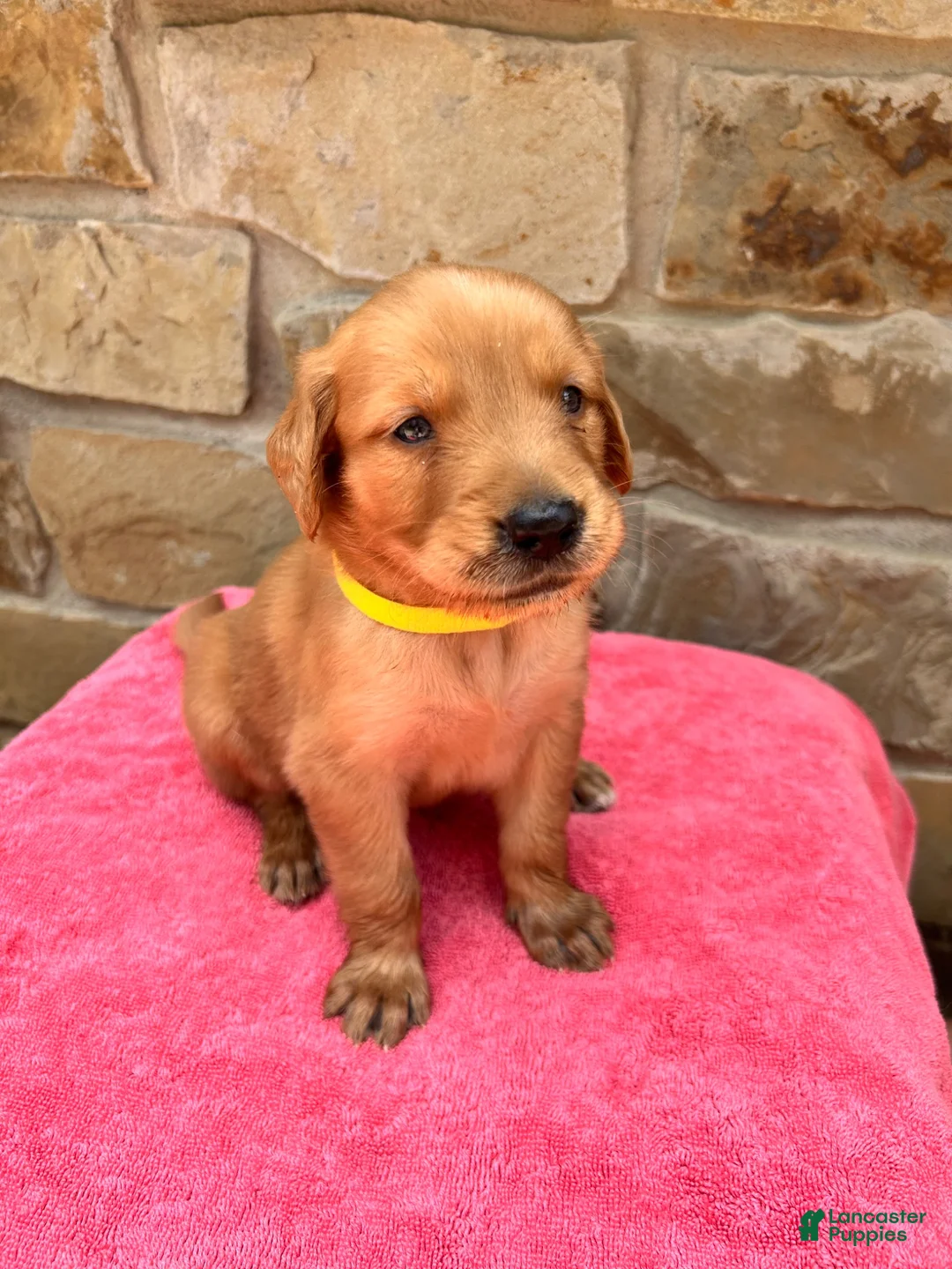 Golden Retriever dogs for sale: Golden Retriever 4 - Ad 1