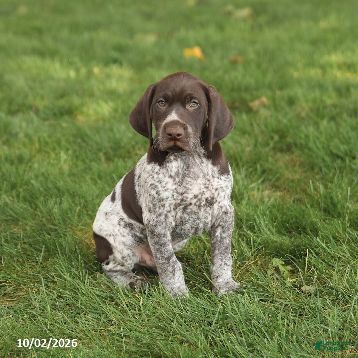 German Shorthaired Pointer dogs Scout - Ad 2