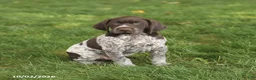 German Shorthaired Pointer dogs for sale: Scout - Ad 2
