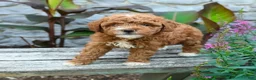 Mini Goldendoodle dogs for sale: Bonnie - Ad 2