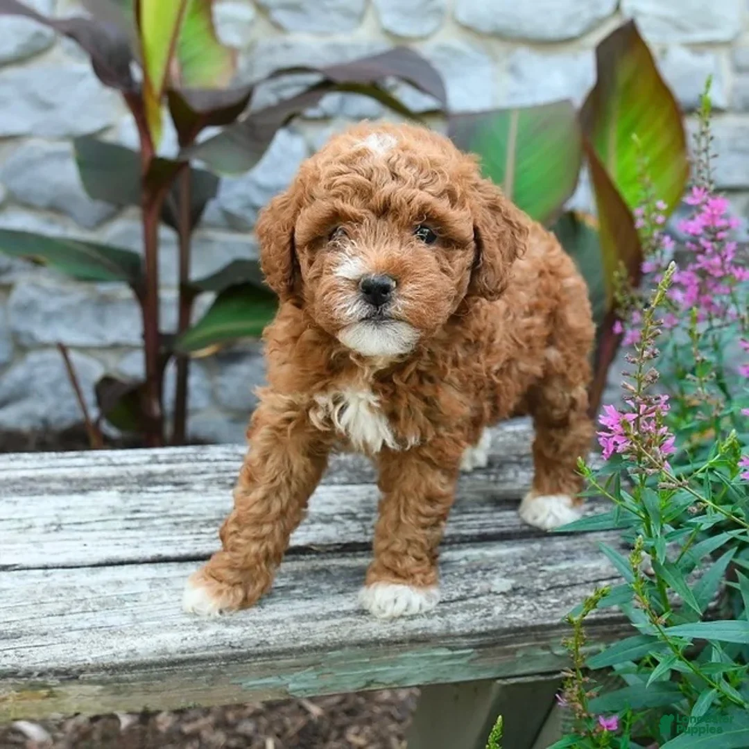 Mini Goldendoodle dogs for sale: Bonnie - Ad 2
