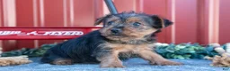 Yorkshire Terrier dogs for sale: Twinkle - Ad 3