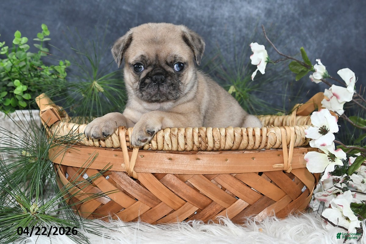 Pug dogs Greg - Ad 2