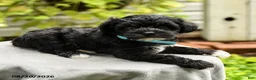 Yorkiepoo dogs for sale: Potter - Ad 5