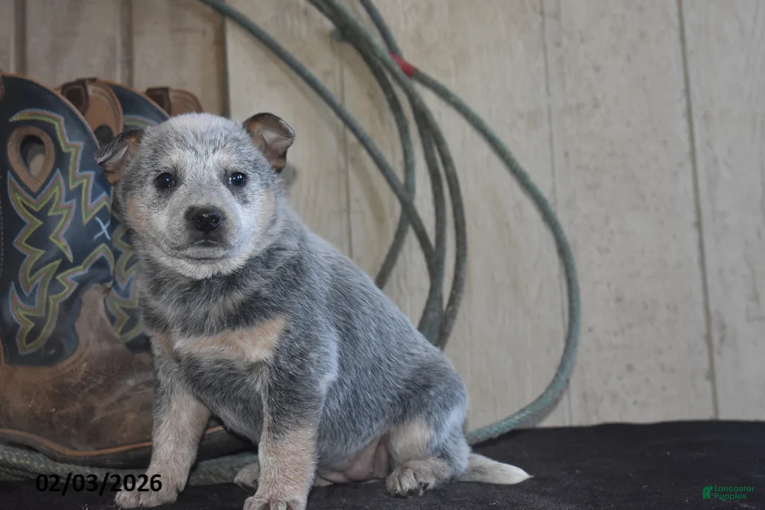 Australian Cattle Dog dogs for sale: Torry - Ad 4