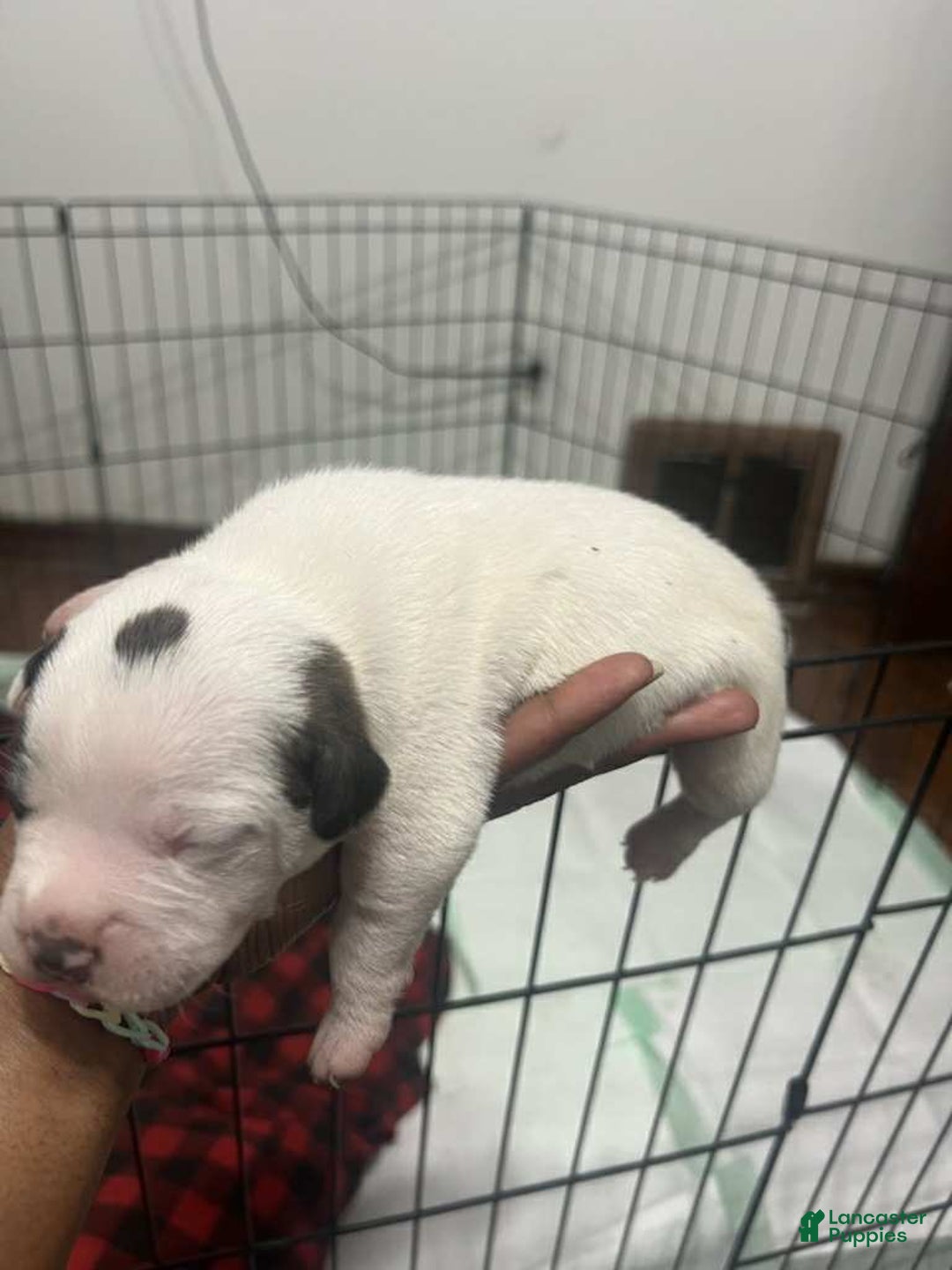 American Bully dogs for sale: Prince - Ad 2