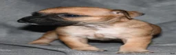 Rat Terrier dogs for sale: Wonton - Ad 9