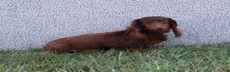 Dachshund dogs for sale: Kobe - Ad 6