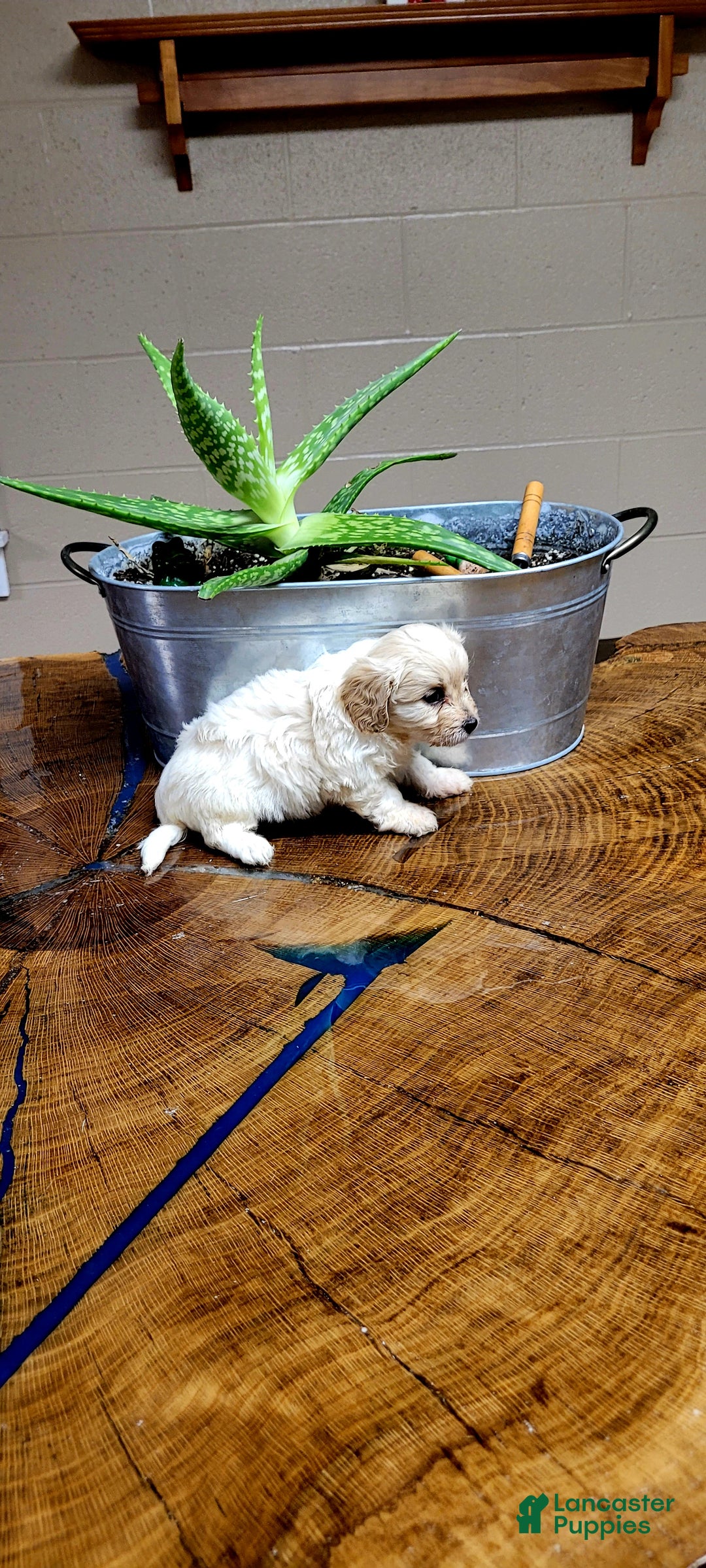 Cavachon dogs for sale: Teddy  - Ad 3