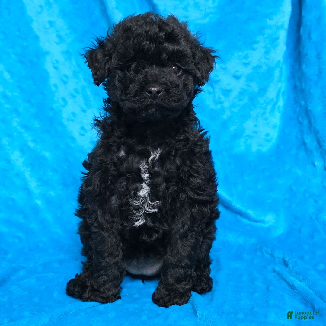 Mixed Breed dogs for sale: Dahlia - Ad 1
