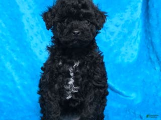 Mixed Breed dogs Dahlia - Ad 30