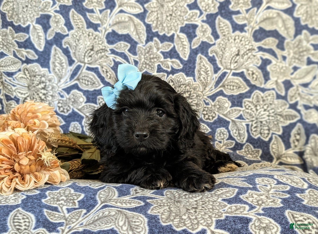 Mixed Breed dogs for sale: Athena - Ad 6