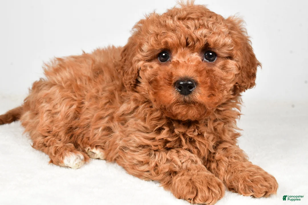 Cavapoo dogs for sale: Harper - Ad 7