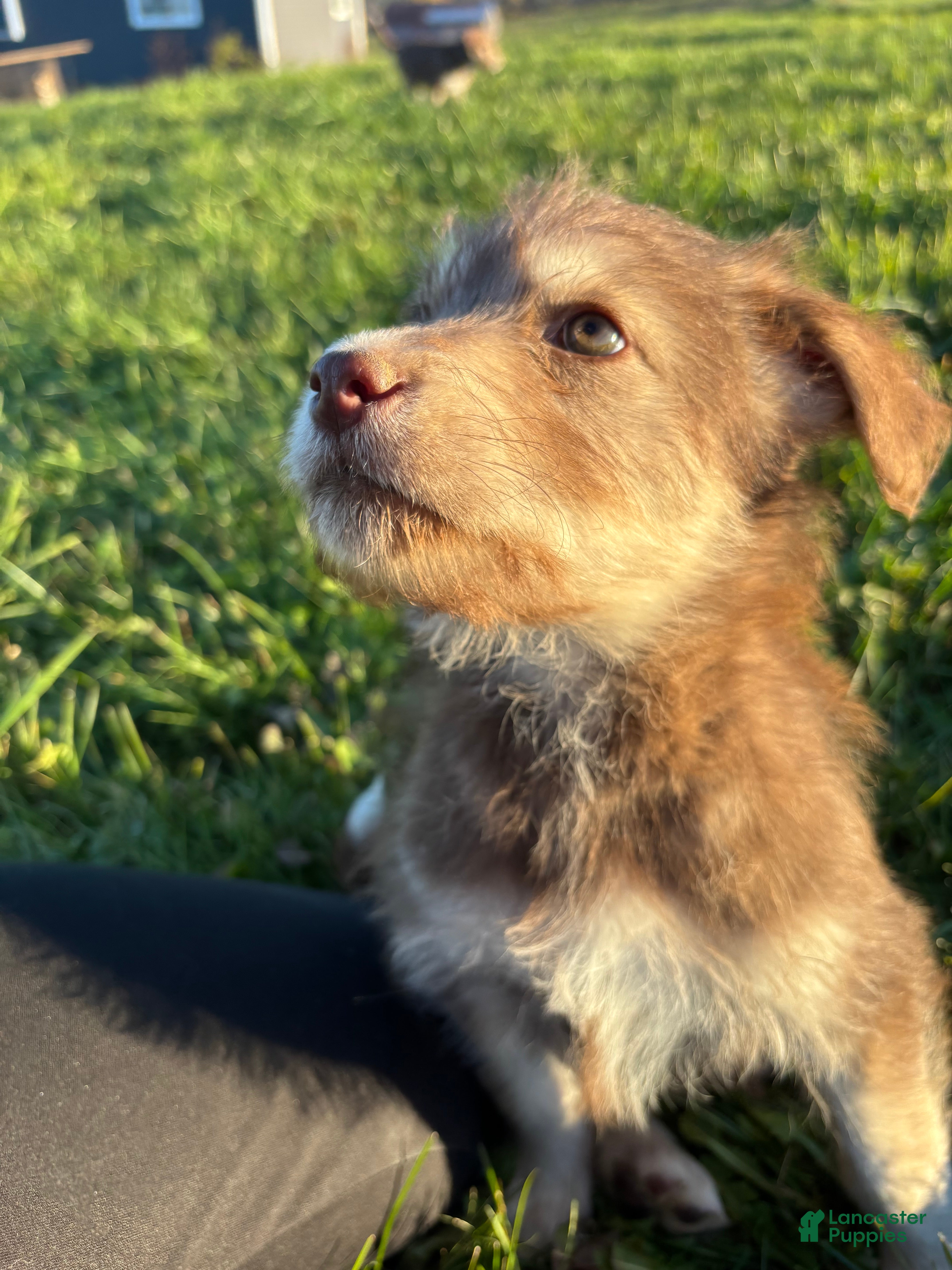 Huskipoo dogs for sale: Rolo - Ad 16