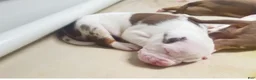 American Bully dogs for sale: American Bully 3 - Ad 2