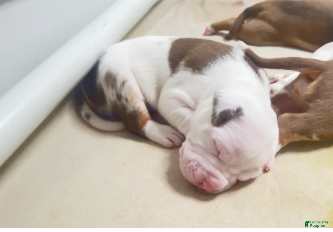 American Bully dogs for sale: American Bully 3 - Ad 2