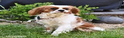 Cavalier King Charles Spaniel dogs for sale: Minnie - Ad 5