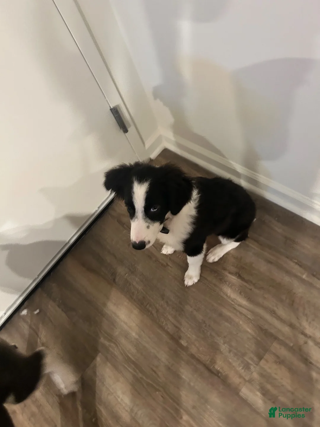 Australian Shepherd dogs for sale: Australian Shepherd 1 - Ad 2