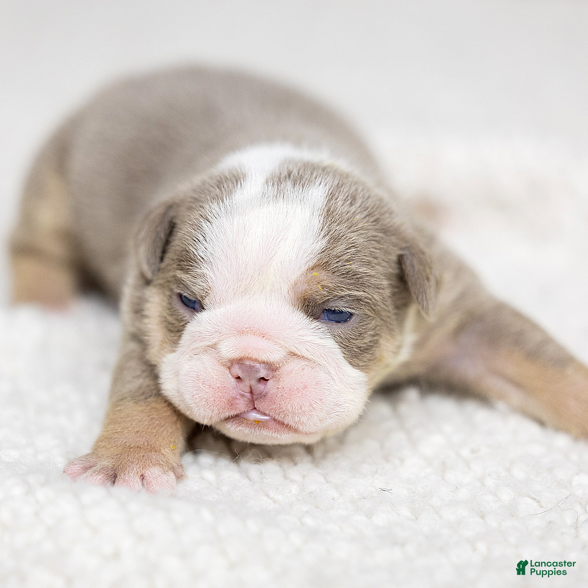 English Bulldog dogs Winnie Mae English Bulldog  - Ad 1