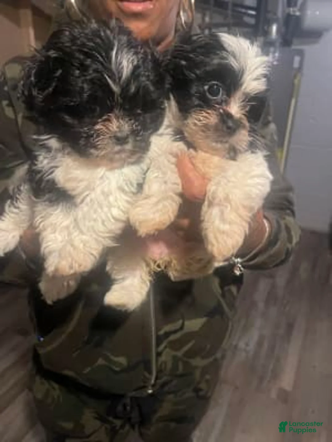 Gallery Image {{count}}